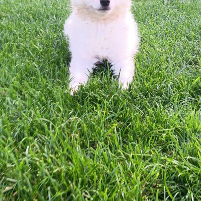 Chiot spitz #2