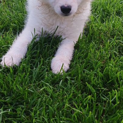 Chiot spitz #4