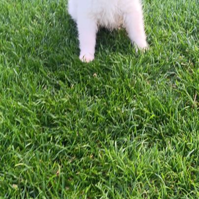 Chiot spitz #5