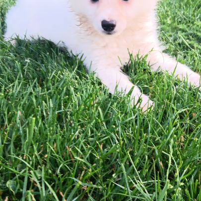 Chiot spitz #0