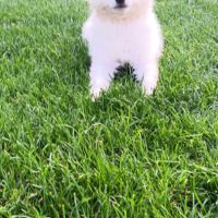 Chiot spitz #1