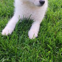 Chiot spitz #3