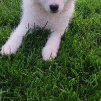Chiot spitz #4