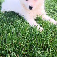 Chiot spitz