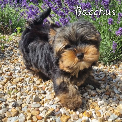 Chiots yorkshire terrier lof standard ou miniature #0