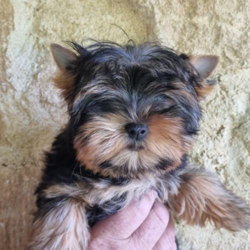 Chiots yorkshire terrier lof standard ou miniature #2