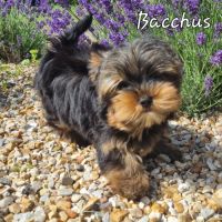 Chiots yorkshire terrier lof standard ou miniature