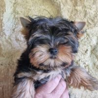Chiots yorkshire terrier lof standard ou miniature #2