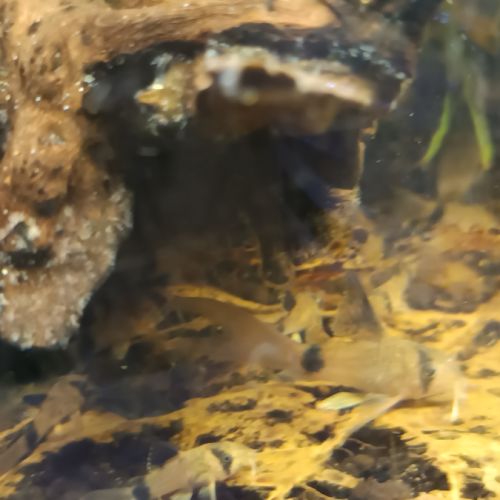 Corydoras panda a voile #1