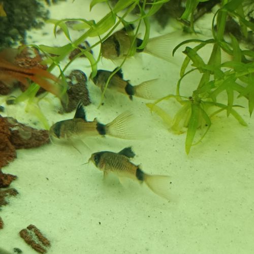 Corydoras panda a voile