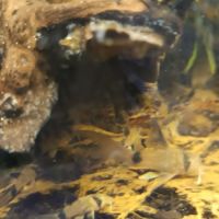 Corydoras panda a voile #1