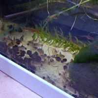Corydoras panda a voile #2