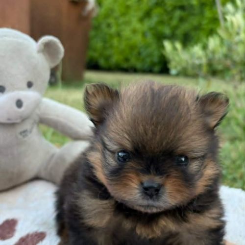 Chiots spitz nains