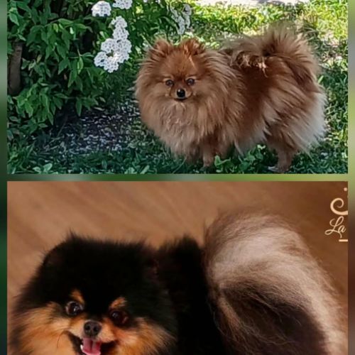 Chiots spitz nains #2