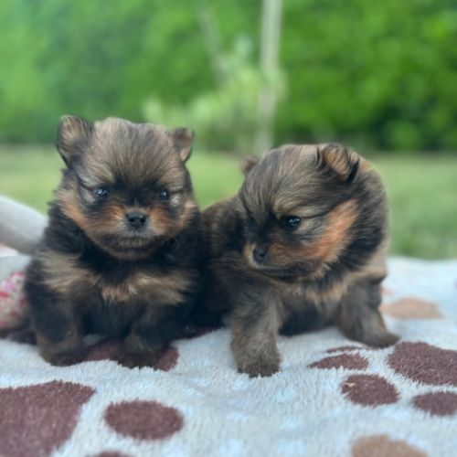Chiots spitz nains #3