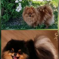 Chiots spitz nains #2