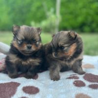 Chiots spitz nains #3