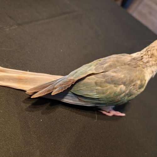Femelle conure eam #2