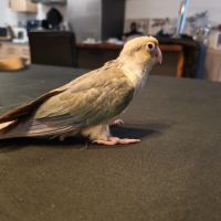 Femelle conure eam