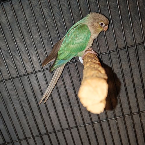 Conure mâle eam #2