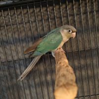 Conure mâle eam