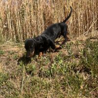 Teckel standard poil ras #4