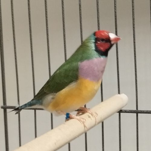Diamant de gould femelle