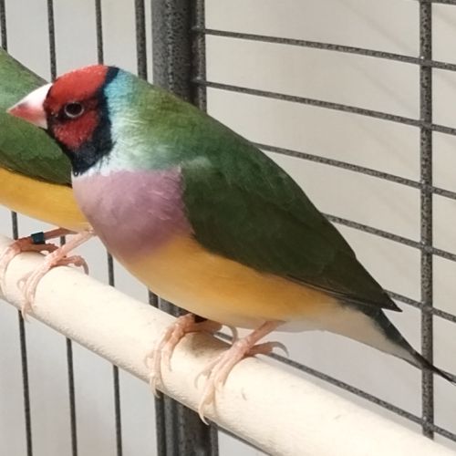 Diamant de gould femelle