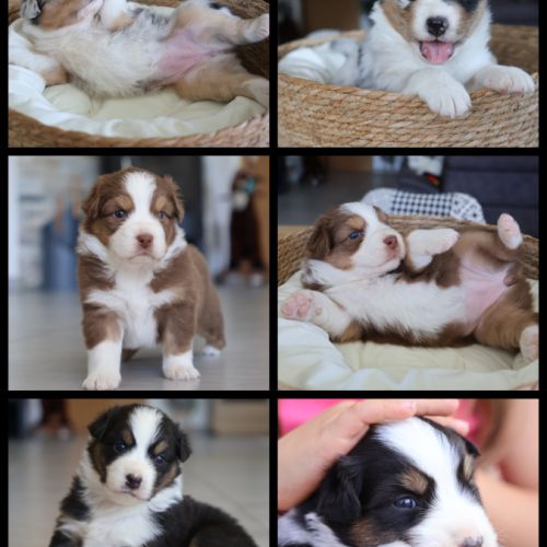 Chiots berger australien #3