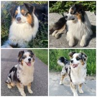 Chiots berger australien #1