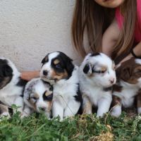 Chiots berger australien #0