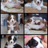 Chiots berger australien #3