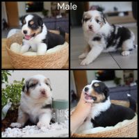 Chiots berger australien #4