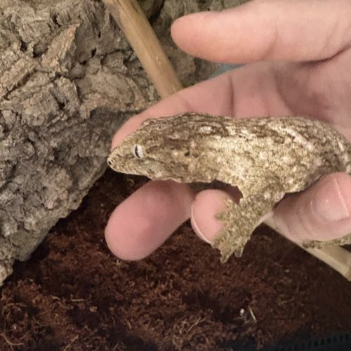 Rhacodactylus leachianus #1