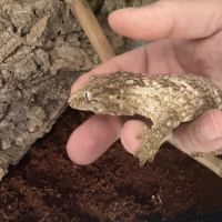 Rhacodactylus leachianus #1