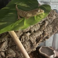 Rhacodactylus leachianus