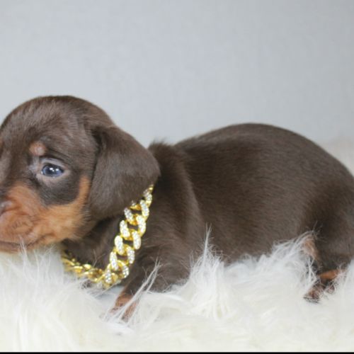 Magnifiques chiots teckel nain poil ras chocolat #3