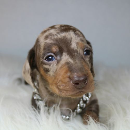 Magnifiques chiots teckel nain poil ras chocolat #4