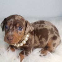 Magnifiques chiots teckel nain poil ras chocolat #0