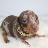 Magnifiques chiots teckel nain poil ras chocolat #2