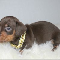 Magnifiques chiots teckel nain poil ras chocolat #3