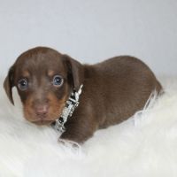 Magnifiques chiots teckel nain poil ras chocolat #5