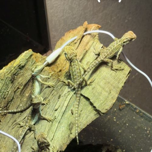 Pogona juvénile #0