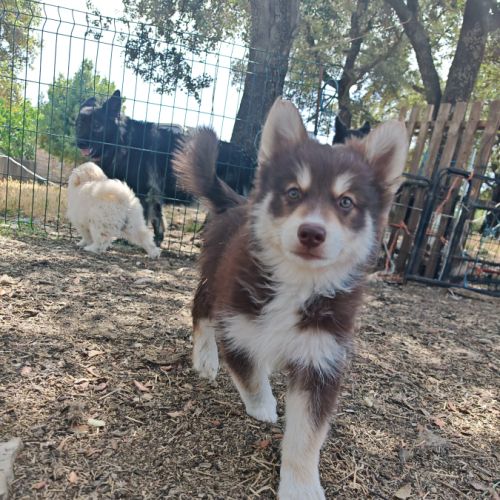 4 chiot pomsky #2