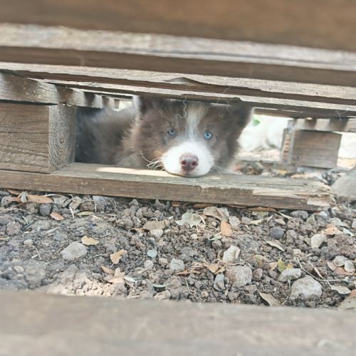 4 chiot pomsky #5