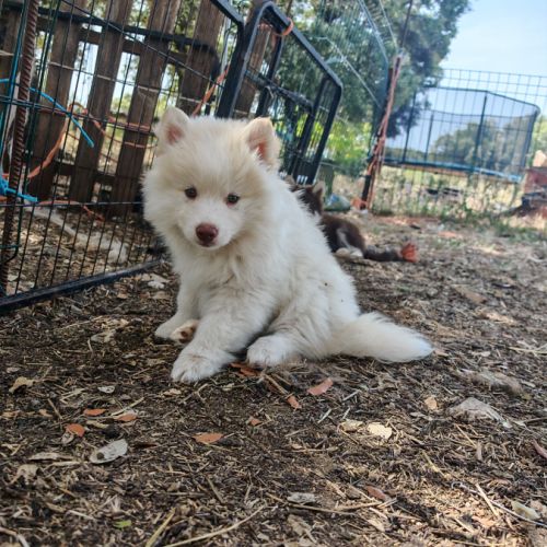 4 chiot pomsky #7