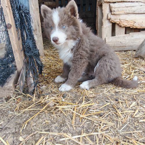 4 chiot pomsky #0