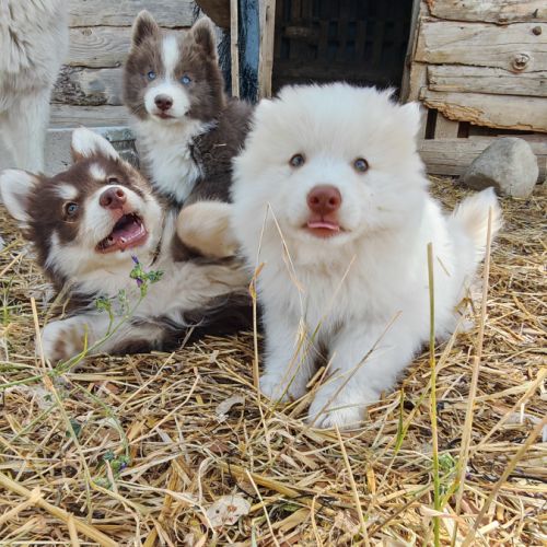 4 chiot pomsky #9