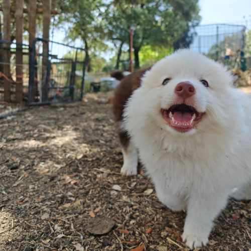 4 chiot pomsky #10