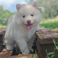 4 chiot pomsky #1
